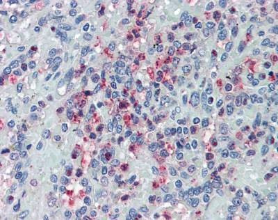 Anti-GLG1 / MG160 (Internal) Antibody