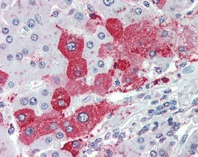 Anti-KIAA1324 / maba1 (Internal) Antibody