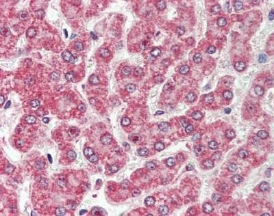 Anti-CXADR (Internal) Antibody