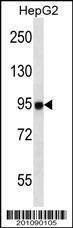 Anti-MASTL Antibody