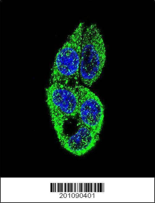 Anti-MASTL Antibody
