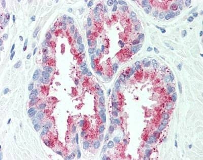 Anti-TSPAN13 / TM4SF13 (Internal) Antibody