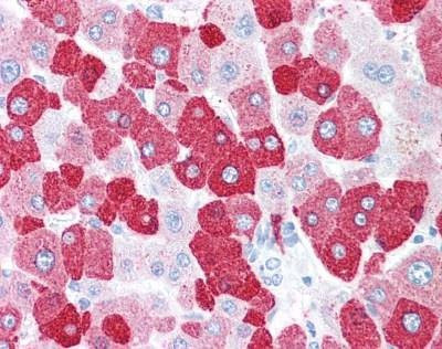 Anti-LOXL2 (Internal) Antibody