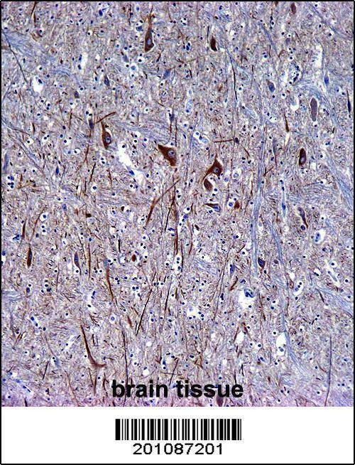 Anti-INA Antibody