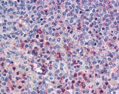 Anti-ATP1B3 (Internal) Antibody