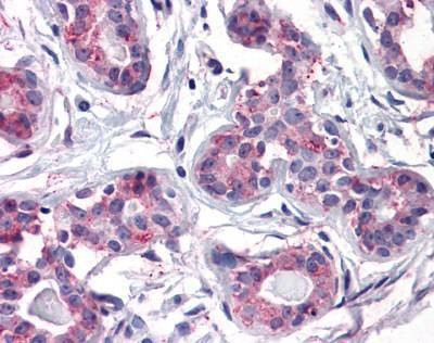 Anti-ENTPD2 (Internal) Antibody