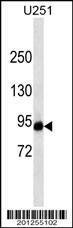 Anti-HIF1A (ascites) Antibody