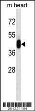 Anti-MAPK3 Antibody