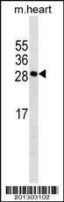 Anti-Mouse MYOG (N-term) Antibody