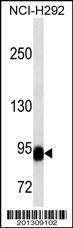 Anti-BCL6 (C-term) Antibody