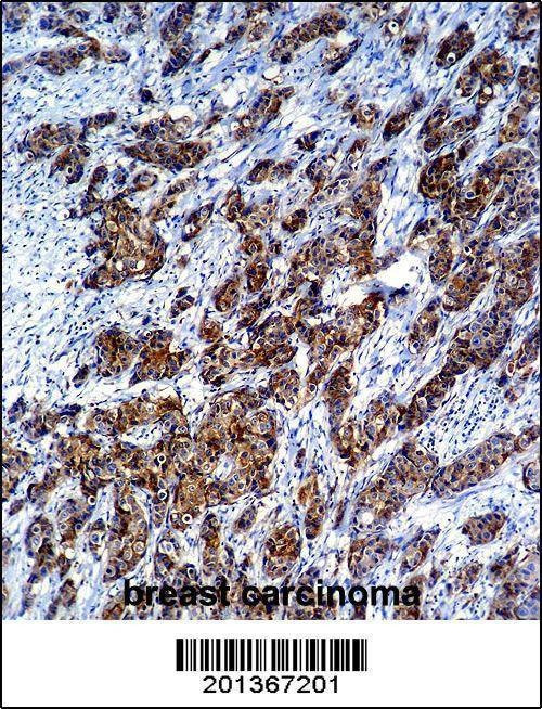 Anti-LGALS3 (C-term) Antibody