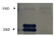 Anti-MIF Antibody, Biotinylated