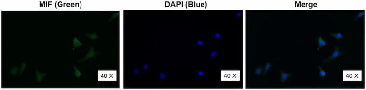Anti-MIF Antibody, Biotinylated