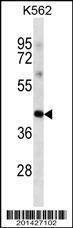 Anti-POU5F1 (Ascites) Antibody