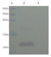 Anti-IGF-1 Antibody, Biotinylated