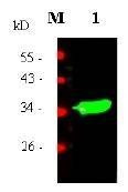 Anti-MSLN Antibody, Biotinylated