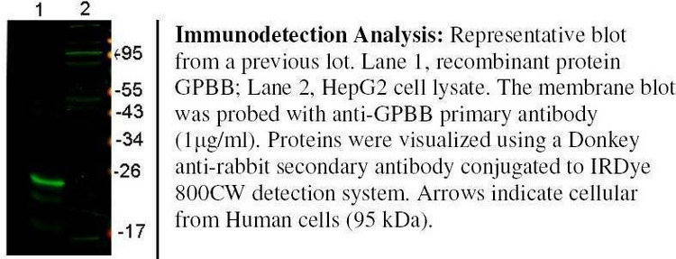 Anti-GPBB Antibody, Biotinylated