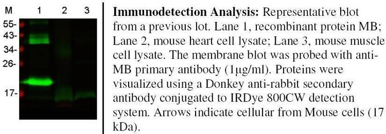Anti-MB Antibody, Biotinylated