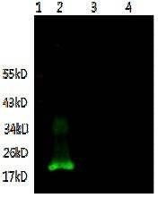 Anti-IL-6 Antibody, Biotinylated
