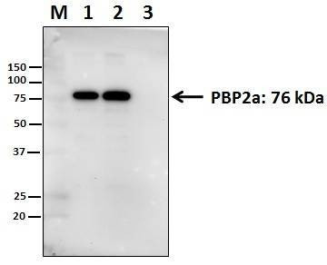 Anti-PBP2a Antibody, Biotinylated