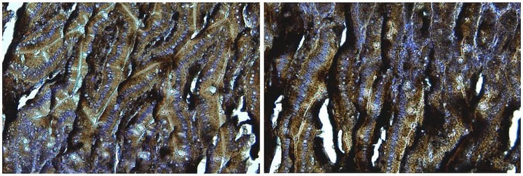 Anti-GIP Antibody, Biotinylated