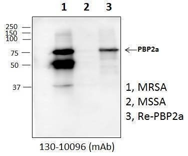 Anti-MRSA Antibody, Biotinylated