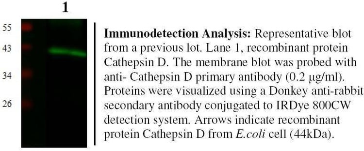 Anti-Cathepsin D (CTSD) Antibody, Biotinylated