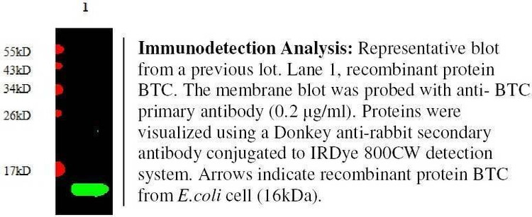Anti-Betacellulin Antibody, Biotinylated