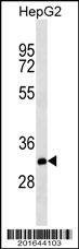 Anti-THAP11 (Center) Antibody