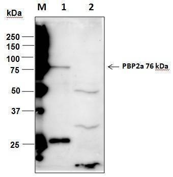 Anti-S. aureus PBP2a Antibody, Biotinylated