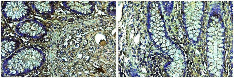 Anti-IL10 Antibody, Biotinylated
