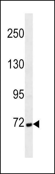 Anti-Cortactin (Ascites) Antibody