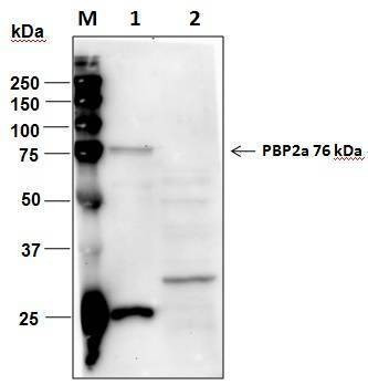 Anti-PBP2a Antibody, Biotinylated