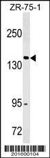 Anti-ITGAX/CD11c (N-term) Antibody