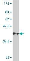 Anti-AMELX Antibody