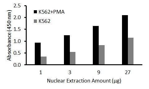 Anti-CASP3 (160-175aa) Antibody, Biotinylated