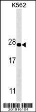 Anti-PSMA5 Antibody