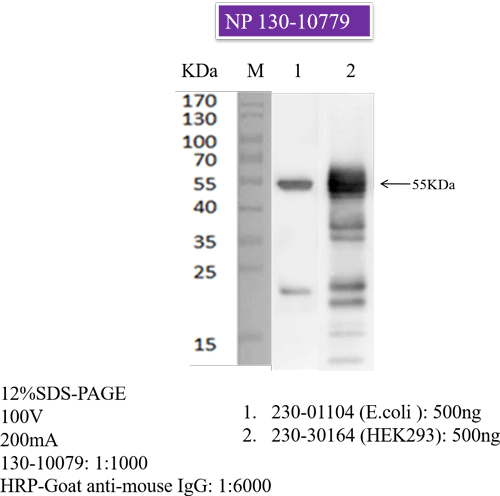 Anti-SARS-COV-2 N-Protein Antibody, Biotinylated
