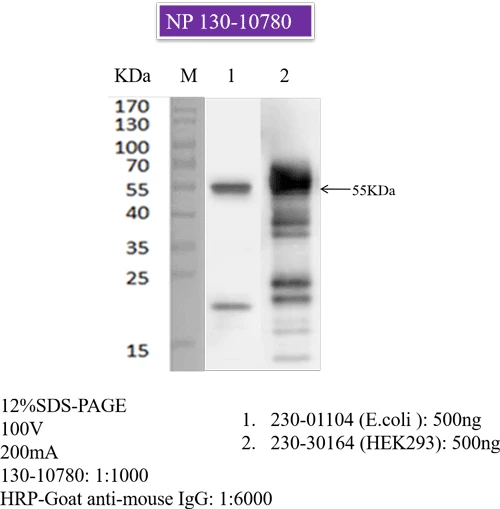 Anti-SARS-CoV-2 N-Protein Antibody, Biotinylated