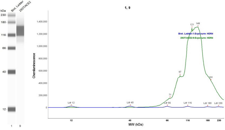 Anti-ACE2 Antibody