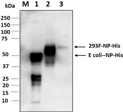 Anti-SARS-COV-2 N-Protein Antibody, Biotinylated