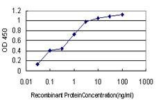 Anti-ANAPC11 Antibody