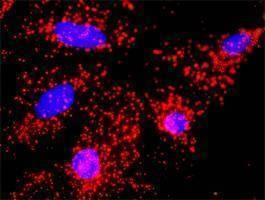Anti-ANAPC11 Antibody