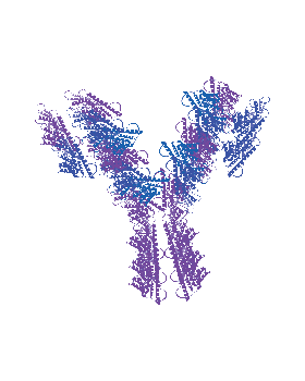 Anti-SARS-CoV-2 S1F Antibody, Biotinylated