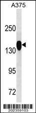 Anti-ANPEP Antibody