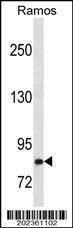 Anti-HGF Antibody