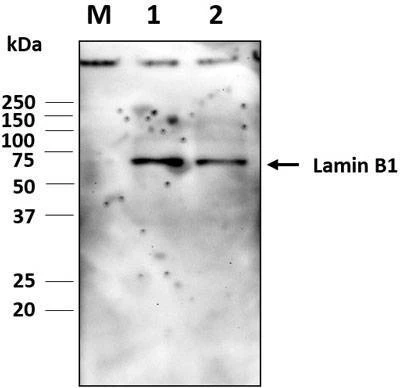 Anti-Lamin-B1 (568-583aa) Antibody