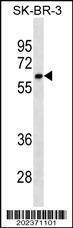 Anti-CYP1A2 (Ascites) Antibody