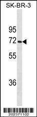 Anti-CYP1A2 Antibody