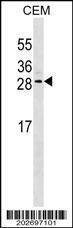 Anti-EPO (Ascites) Antibody